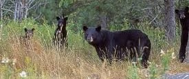 black_bear_family